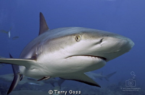 "May I help You, Sir?" - a young female caribbean reef sh... by Terry Goss 